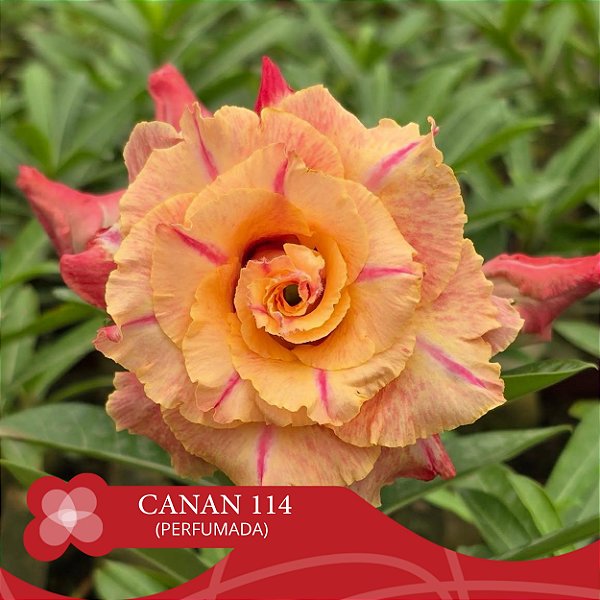 CANAN 114 (Perfumada) - Enxerto Rosa do Deserto