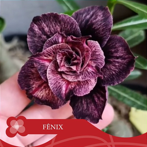 Fênix - Enxerto Rosa do Deserto