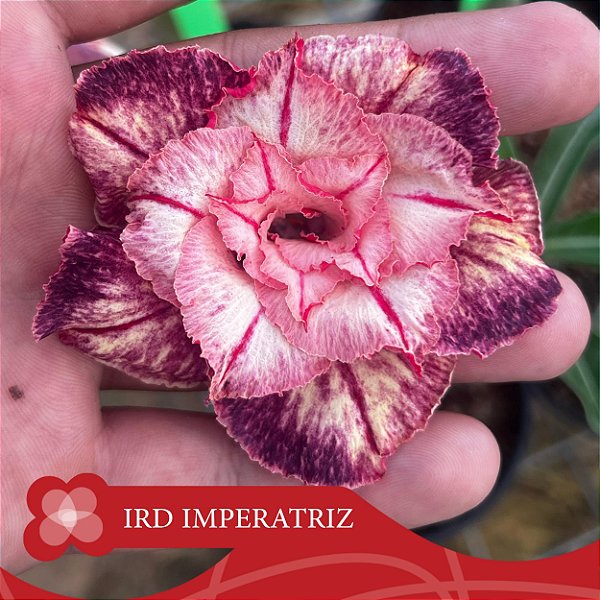 IRD Imperatriz - Enxerto Rosa do Deserto