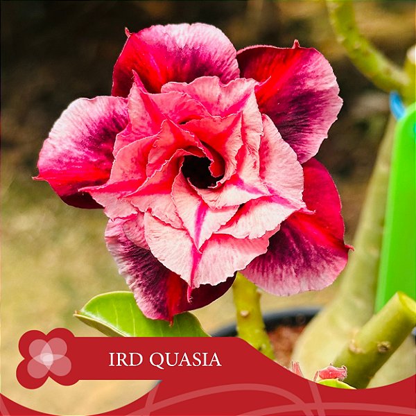 IRD Quasia - Enxerto Rosa do Deserto