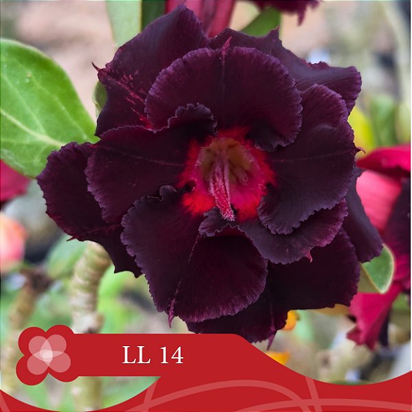 LL14 - Enxerto Rosa do Deserto