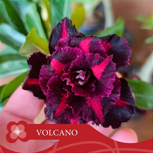 Volcano - Enxerto Rosa do Deserto