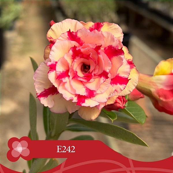 E242 - Enxerto Rosa do Deserto