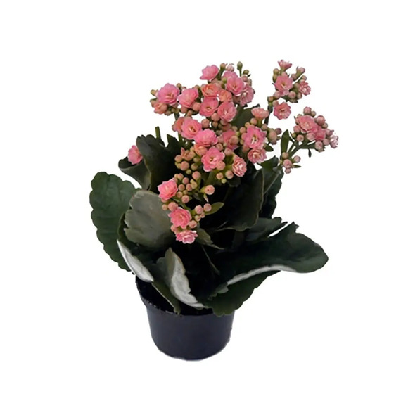 Flor Kalandiva PT11 Único