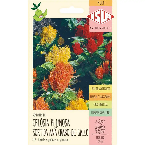 Semente Isla Celosia Plumosa Sortida Anã Rabo De Galo Único