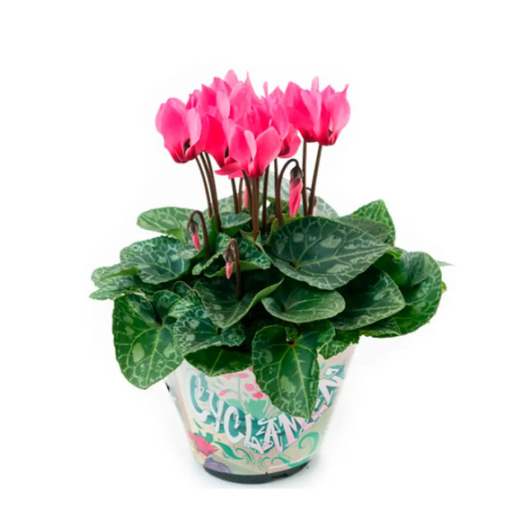 Cyclamen Mini PT11 Único