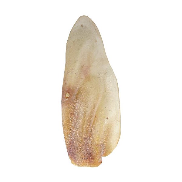 Orelha Bovina Natural Petiscao 5 Un