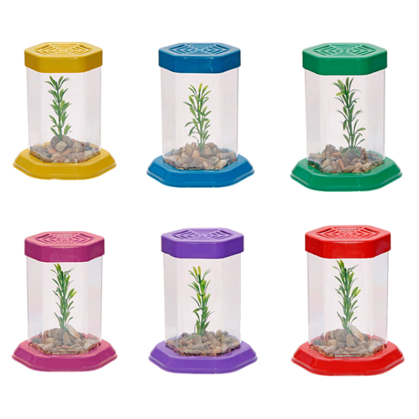 Beteira Europa Decorada Acrilica
