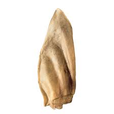 Orelha Bulls Pet Bovina