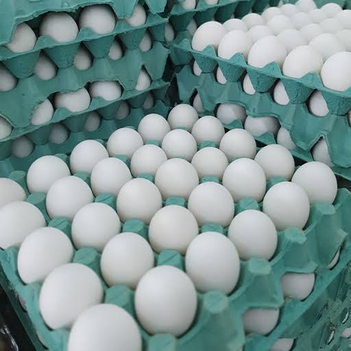 Ovos de galinha jumbo “verificado”