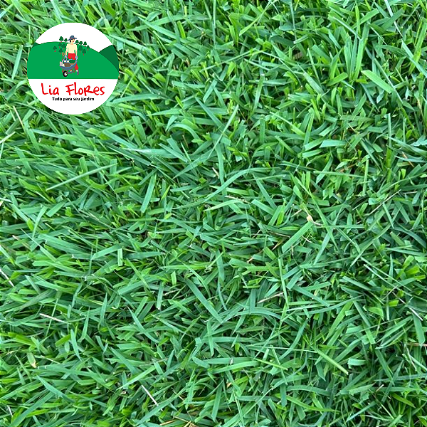 Grama Esmeralda - Zoysia japonica (m²)