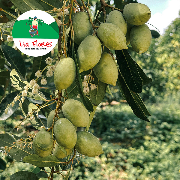 Oliveira - Olea europaea