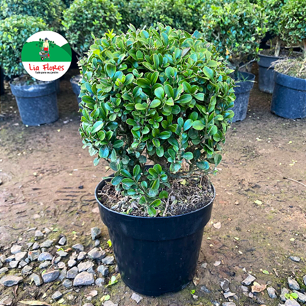 Buxinho - Buxus sempervirens D18