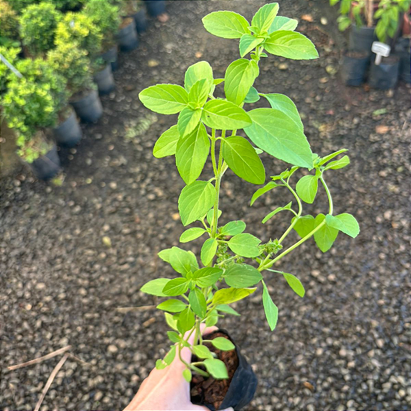 Manjericão – Ocimum basilicum L. 🌿