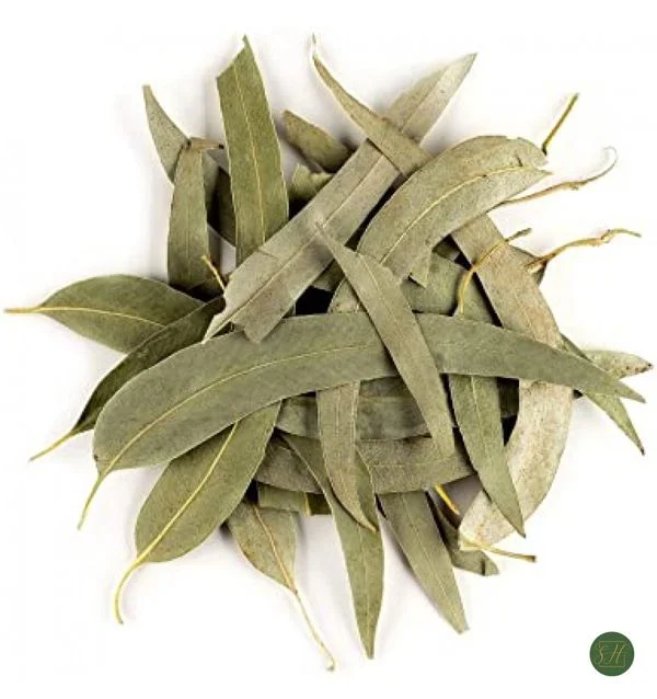 Eucalipto (Eucalyotus globulus)