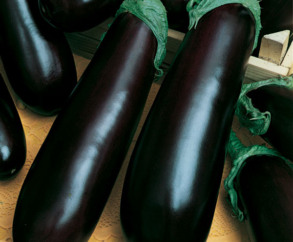 Semente Berinjela Comprida Roxa 5g - Topseed