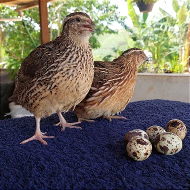Ovos Férteis de Codorna Gigante para Incubação - 100 Ovos