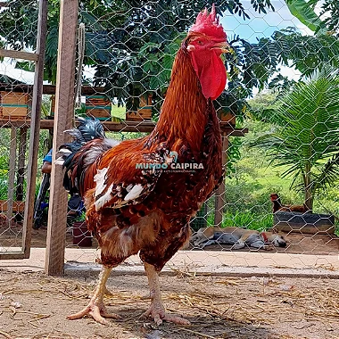 Ovos de Galinha Sertaneja Balão Gigantes - 12 Ovos + 3 de Brinde