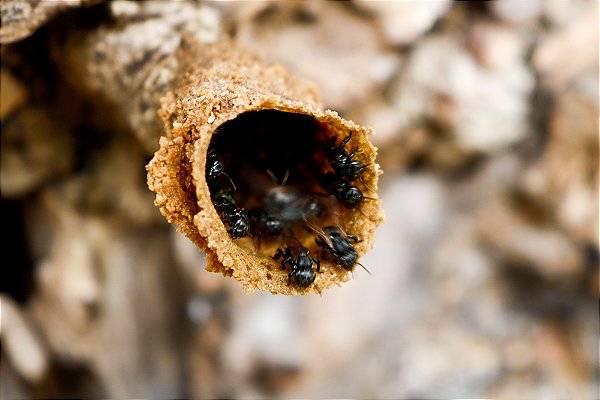 Enxame Abelha-de-Canudo (Scaptotrigona sp.)