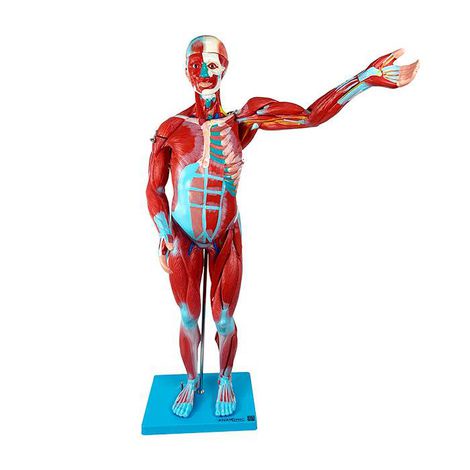 Manequim Muscular Assexuado de 78 cm com Órgãos Internos, em 27 Partes