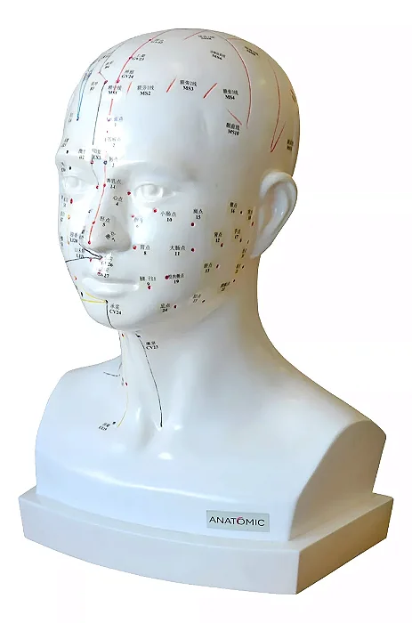 Modelo Acupuntura da Cabeça