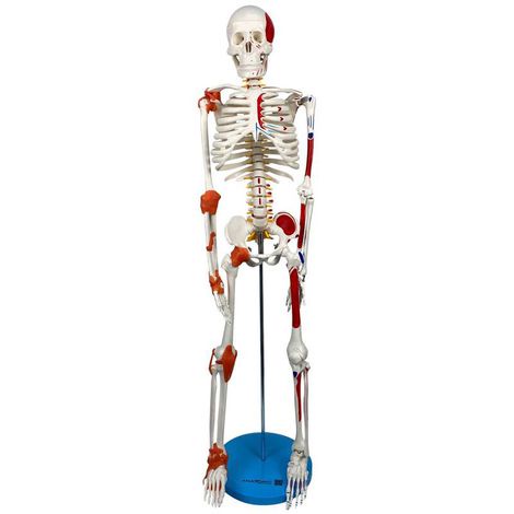 Esqueleto 85 cm c/ Ligamentos, Inserções Musculares, Suporte e Base