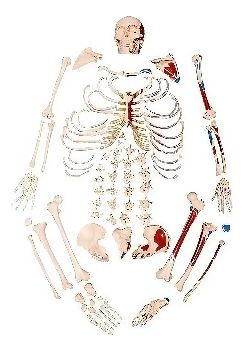 Esqueleto Tamanho Natural, Desarticulado, com Origem e Inserção Muscular