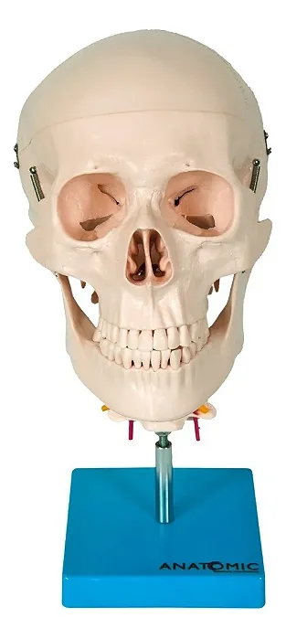 Crânio com Coluna Cervical