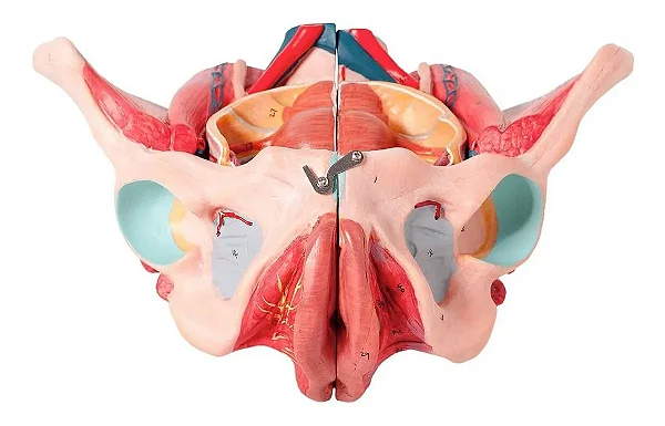 Pelve Feminina Clássica com Músculos e Orgão Genital, em 4 Partes