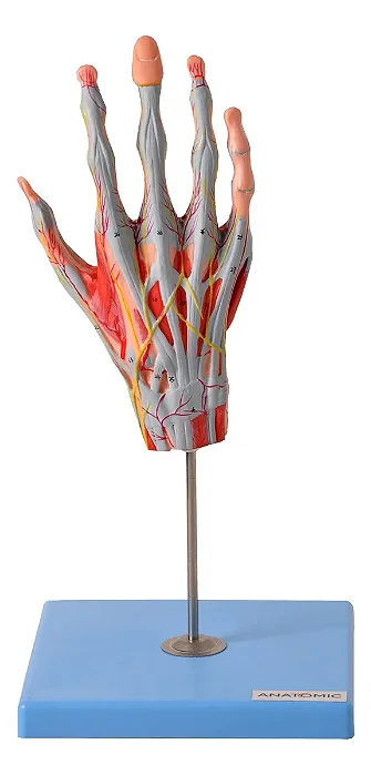 Mão Muscular com Principais Vasos e Nervos, em 5 Partes