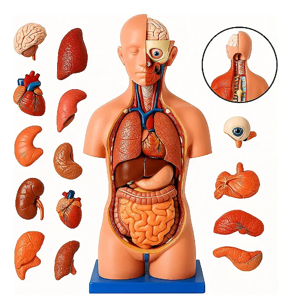 Torso de 45cm, Bissexual / Assexuado, com Coluna Exposta, em 25 Partes