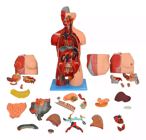Torso Luxo 85 cm, Bissexual, com Coluna Exposta, em 32 partes