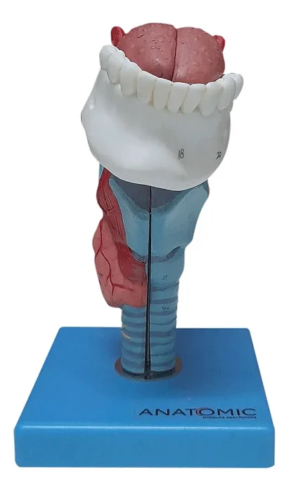 Laringe com Língua e Dentes, em 5 Partes