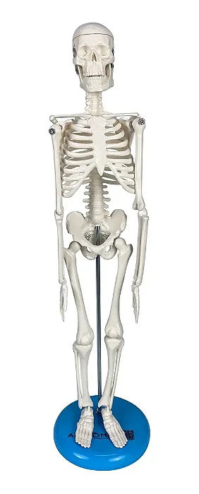 Esqueleto de 45 cm