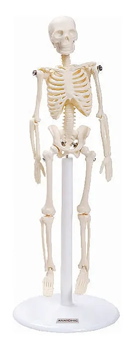 Esqueleto de 20 cm
