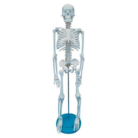 Esqueleto de 85cm