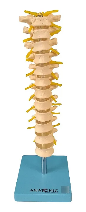 Coluna Vertebral Torácica