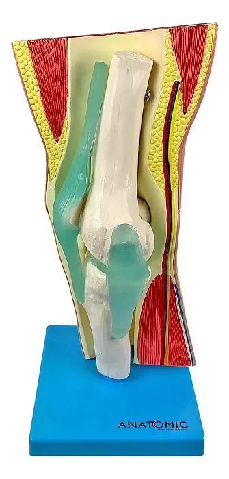 Joelho com Articulação e Musculatura, em 2 Partes
