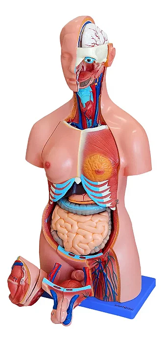Torso de 85 cm, Bissexual, com Coluna Exposta, em 25 Partes
