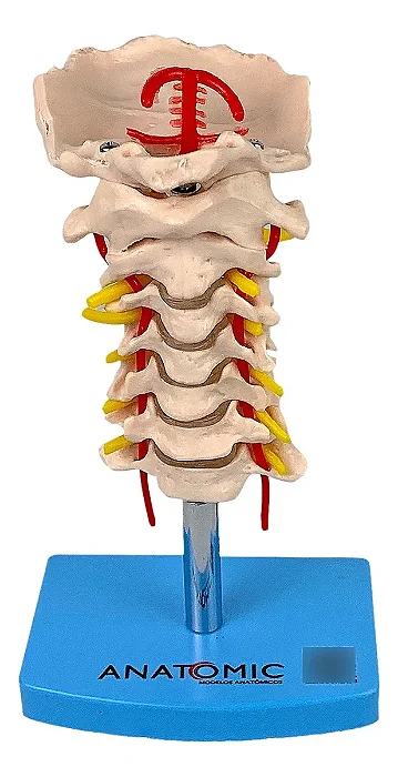 Coluna Vertebral Cervical