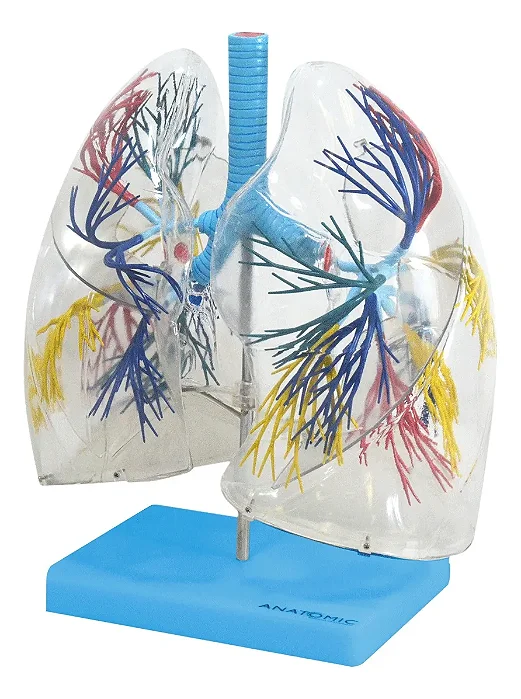 Pulmão Transparente