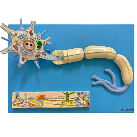 Sistema de Fisiologia dos Nervos (Neurônio)