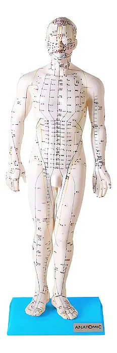 Modelo de Acupuntura de 50 cm, Masculino