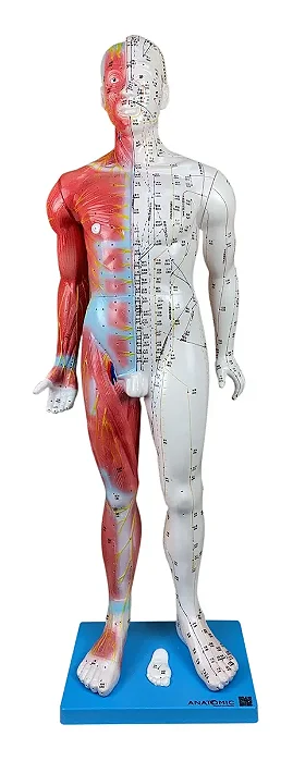 Modelo de Acupuntura de 85 cm, Masculino