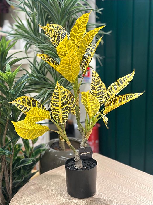 Pl Folhas X20 Toque Real Croton