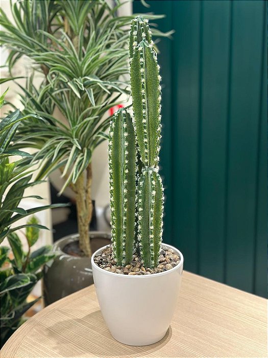 Pl Cactos