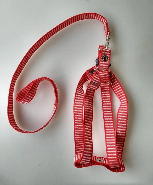 Peitoral com Fita-Gisele