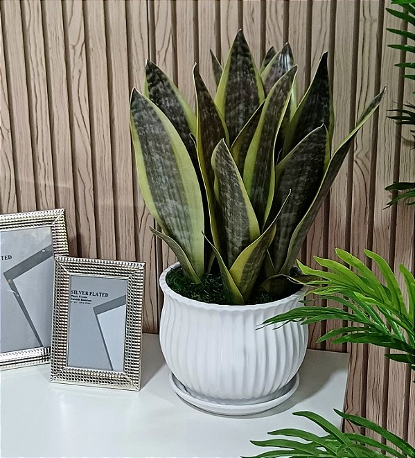 Arranjo Espada São Jorge