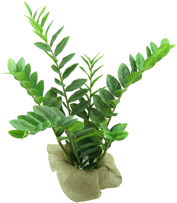 Planta Zamioculca 83cm