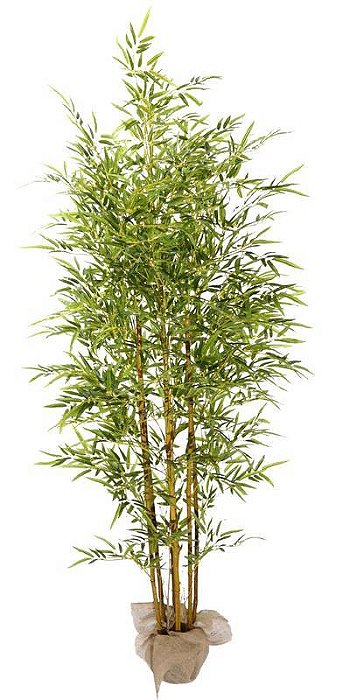Planta Bamboo 190cm